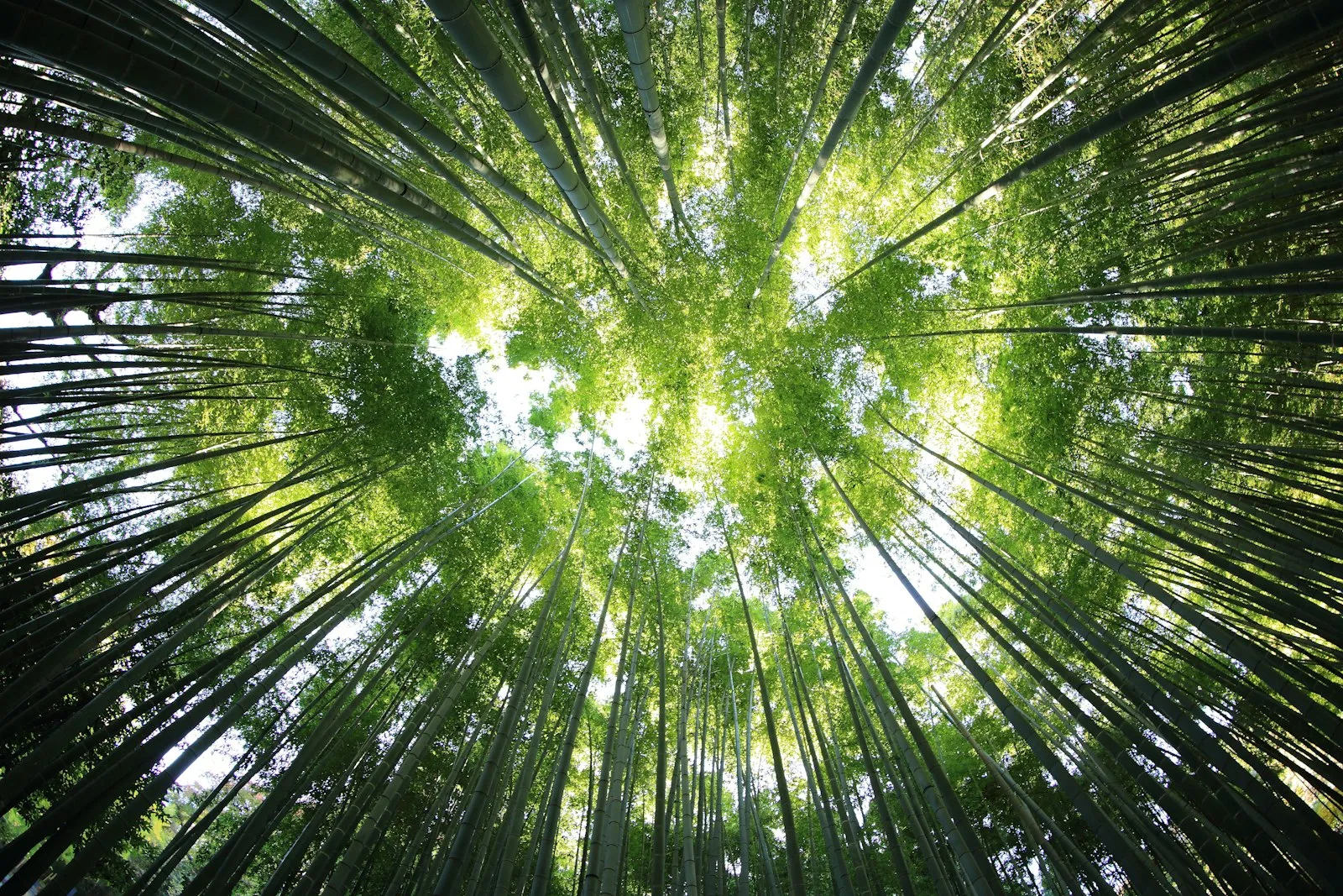Sustainable forest